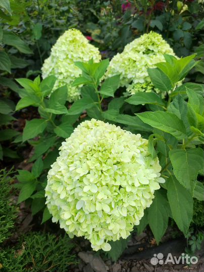 Гортензия Литл спуки