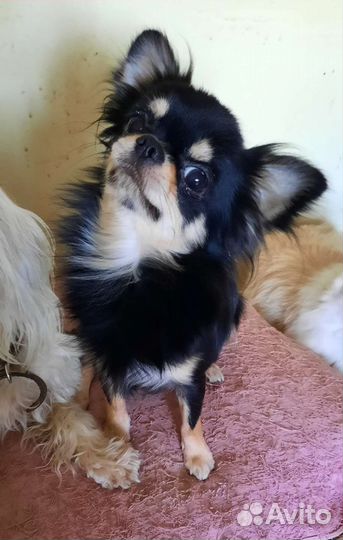 Мачо для дам