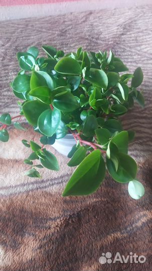 Домашние цветы взрослые