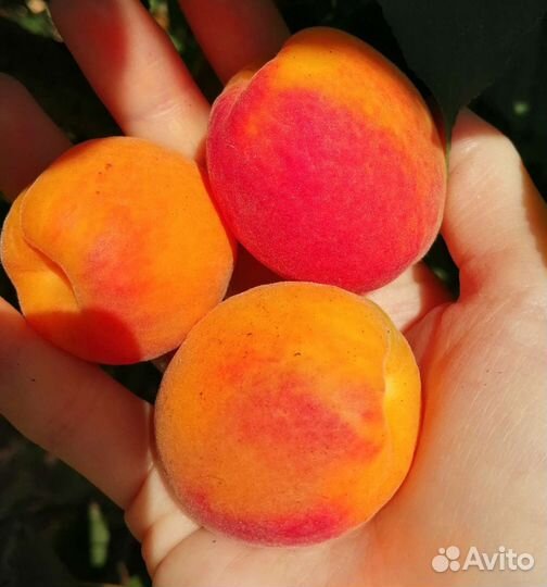 Саженцы
