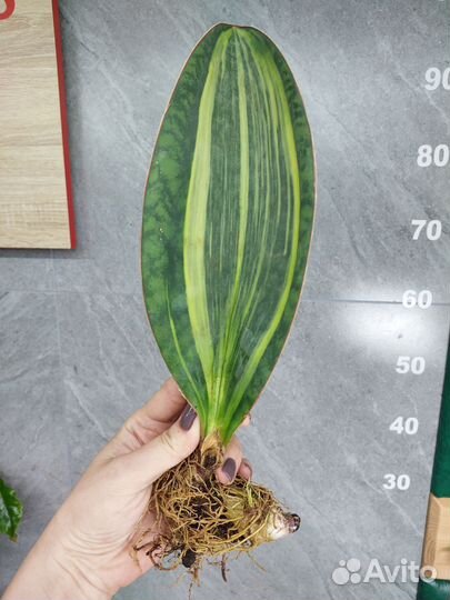Sansevieria Masoniana Variegata Тай