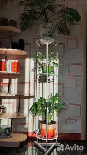 Продам комнатные растения
