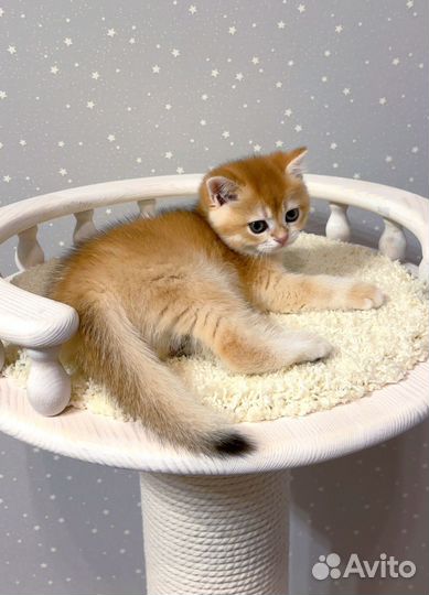 Британская золотая шиншилла