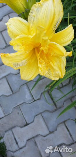 Лилейники сортовые махровые и лилия