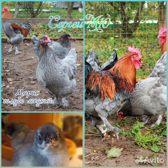 Молодки, породные куры, петухи
