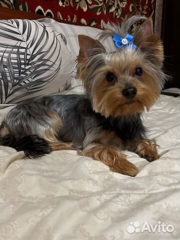 Йоркширский терьер вязка мальчик