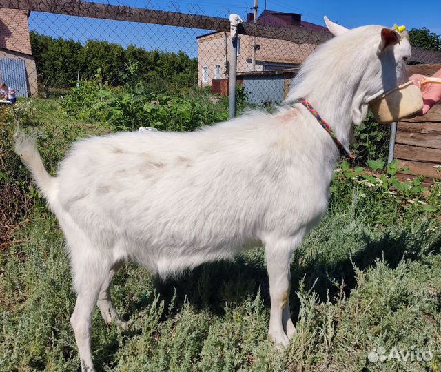 Продается коза и козел