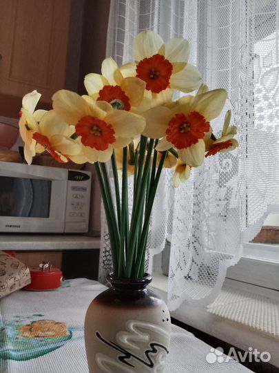 Луковицы нарциссов