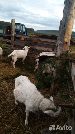 Продаются козы