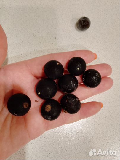 Саженцы чёрной смородины