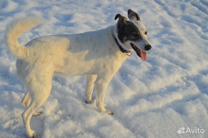 Собака ищет дом