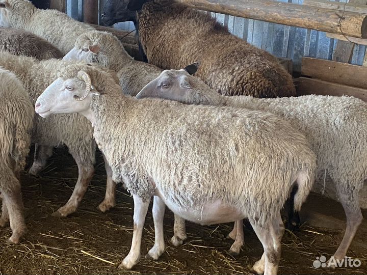 Матки котные и с ягнятами