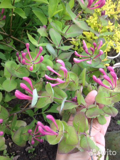 Жимолость каприфоль