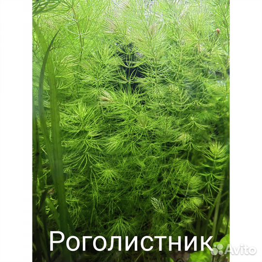 Аквариумные растения, прополка