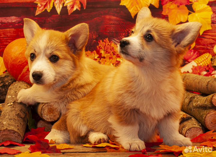 Корги 3 месяца