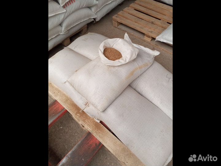 Ракушка морская