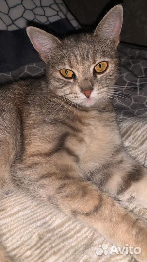 Кошечка очень хочет вернуться домой