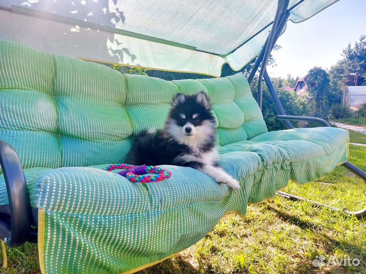 Малыш помски мини