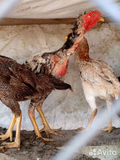 Бойцовые петухи