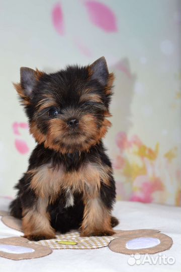 Йоркширский терьер девочки и мальчики