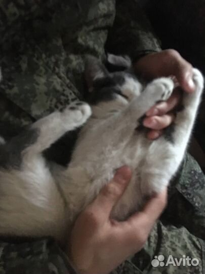 Отдам кота в добрые руки