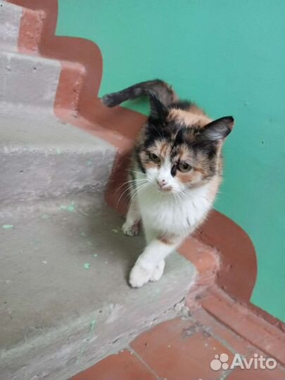 Найдена кошка Ремзавод