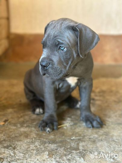 Щенки кане Корсо