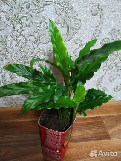 Комнатные цветы