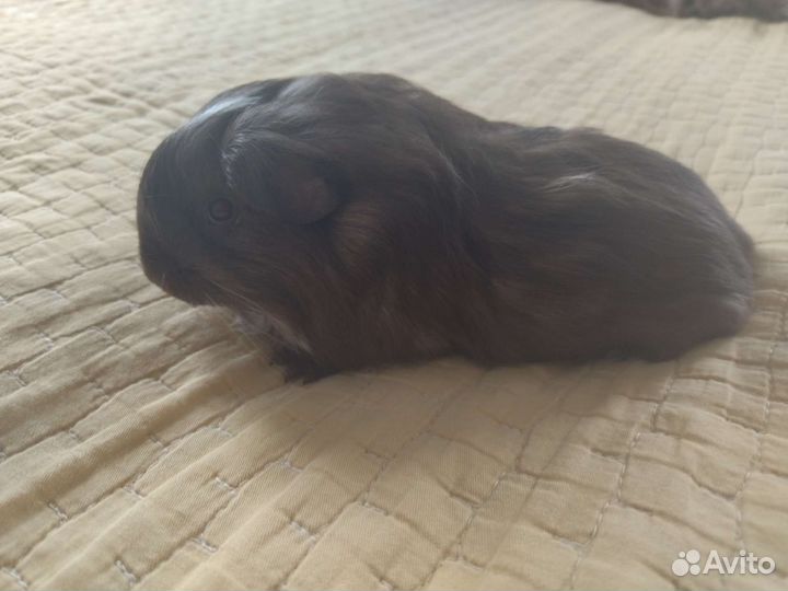 Морские свинки шелти