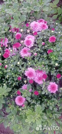 Хризантемы мультифлора