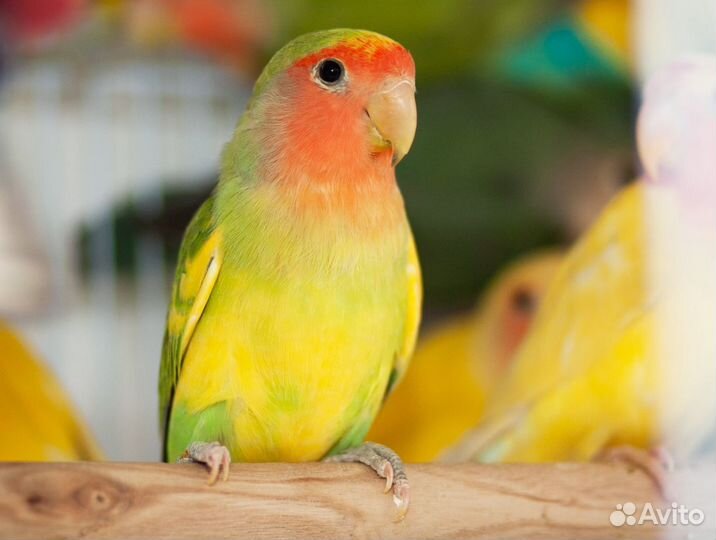 Неразлучники птенчики