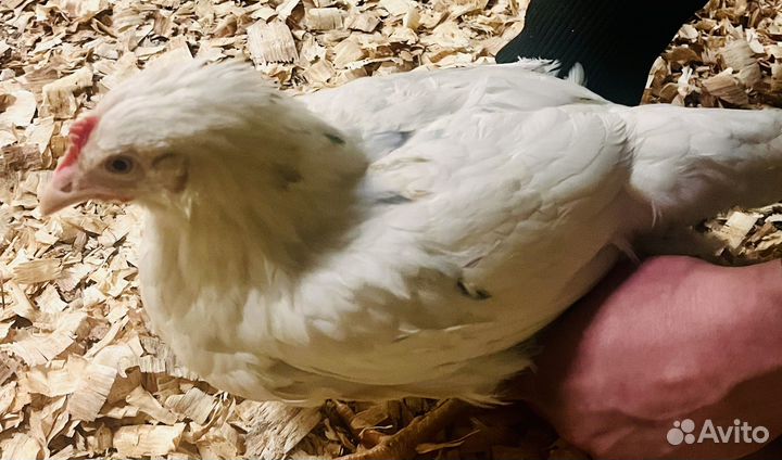 Куры молодки несушки