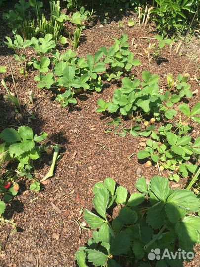 Шелуха лузга