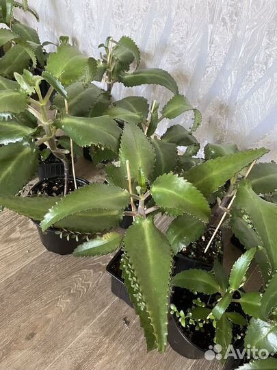 Каланхоэ лечебное