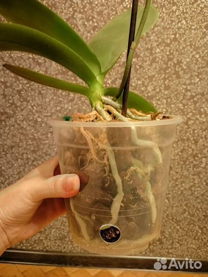 Орхидея фаленопсис