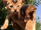 Абисинские котята объявление продам