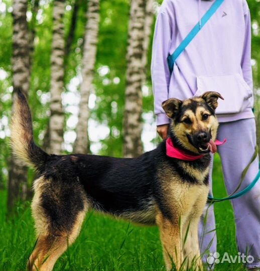 Собака из приюта ищет дом