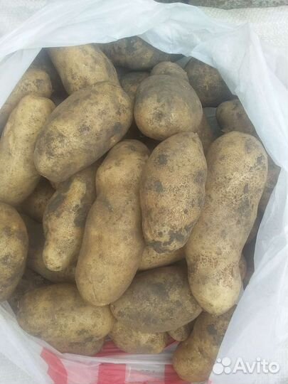 Продам картофель