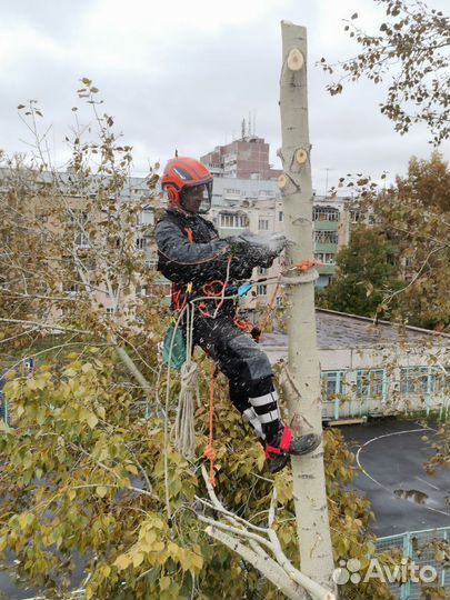 Спил и удаление аварийных деревьев