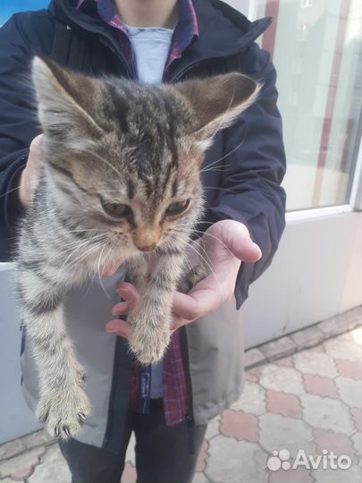Кошки