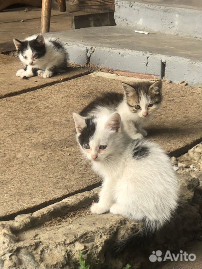 Милые озорные котята в добрые руки