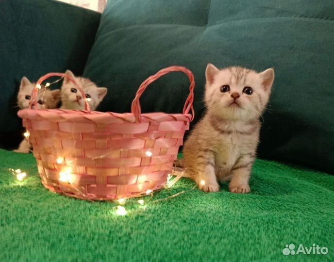 Котята Британской шиншиллы