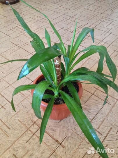 Пальма юкка