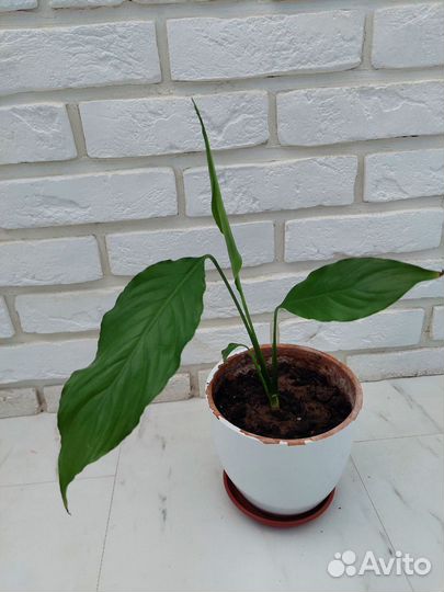 Спатифиллум