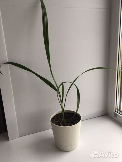 Финик канарский