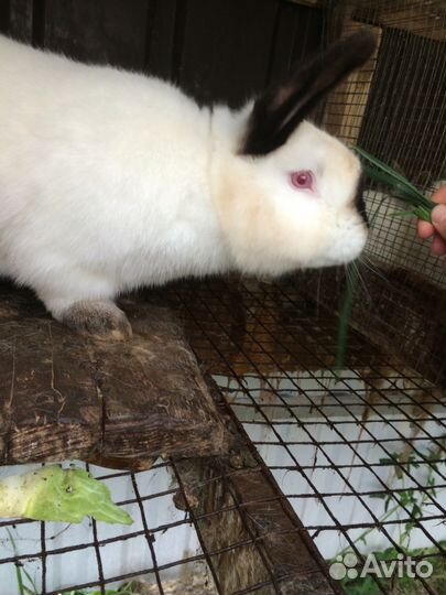 Калифорнийцы. Крольчата, Гатчина. спб