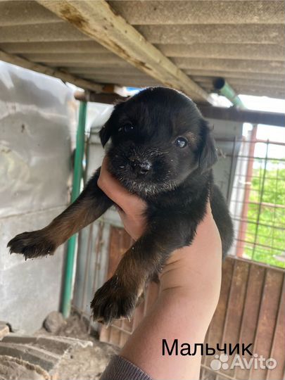 Щенки немецкой овчарки в добрые руки