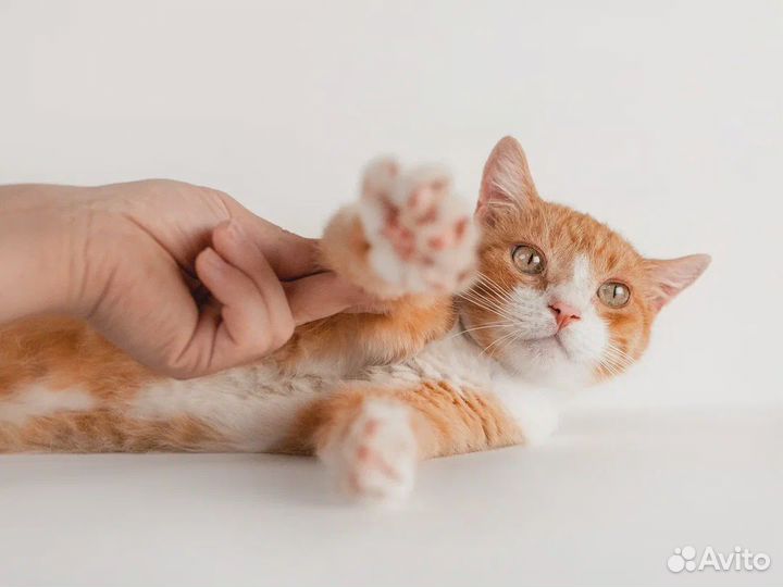 Рыжее счастье в поисках дома