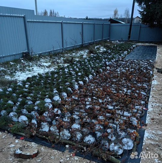 Туя смарагд