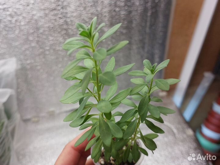 Калибрахоа